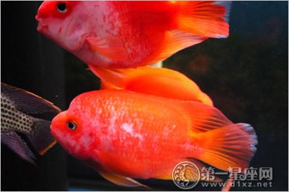 风水鱼养几条最好 财神鱼 风水鱼养几条最好