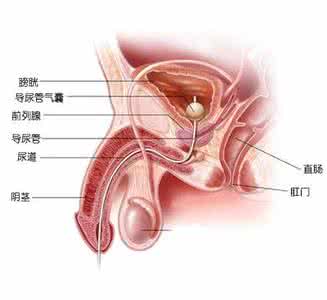 淋菌性尿道炎 淋菌性尿道炎 带你认识淋菌性尿道炎