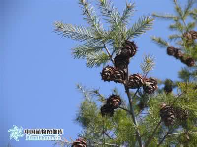 澜沧黄杉木材 澜沧黄杉
