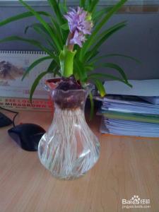 家中类似风信子可水养 风信子水养 水养风信子的养殖方法介绍 风信子水养方法以及栽培要点