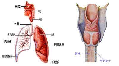 支气管炎哮喘的症状 气管炎哮喘 气管炎与哮喘的症状