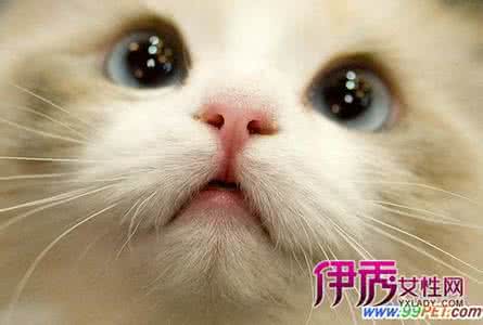 猫咪过敏症状 猫咪过敏症状 猫咪过敏怎么办
