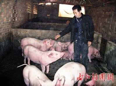 肥猪满圈博客中国 转载 肥猪满圈简介 肥猪满圈