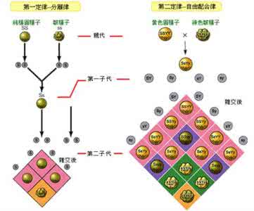 孟德尔豌豆实验 高考生物热点冲刺：专题13 孟德尔的豌豆杂交实验（二） 基因的自由组合定律（教师版）