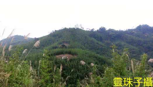 灵珠子闹洪荒 青竹丛中两金泡  灵珠子