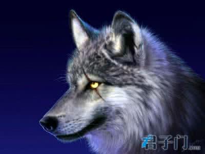 像狼一样活着的说说 像狼一样活着