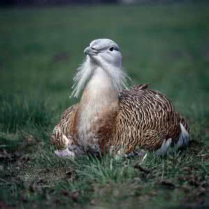 大鸨鸟多少钱一只 大鸨