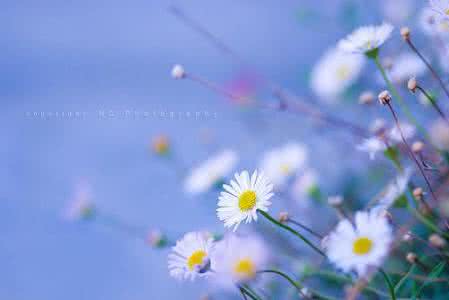 谢春花还想听你的故事 花还未谢,风怎敢吹