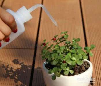 多肉植物徒长 多肉植物徒长了怎么办 如何避免多肉植物徒长及徒长的解决方法的养护方法