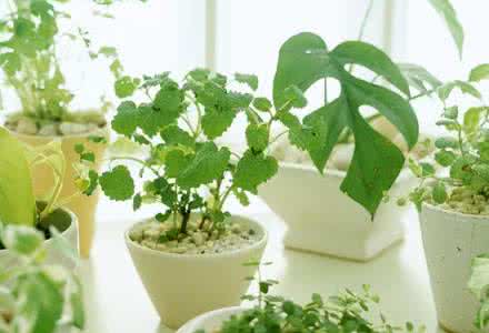 30种植物怎么养？3句话让你变身“护花使者”
