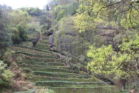 武夷山岩茶 武夷山岩茶 自驾游上武夷山看岩茶！