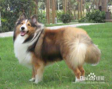 喜乐蒂为什么养的人少 喜乐蒂牧羊犬好养吗