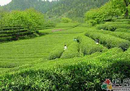 龙井茶原产地在哪个省 龙井茶原产地在哪个省 龙井茶原产地在哪