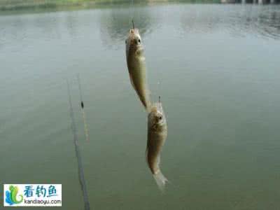 化氏浮漂哪款钓鲫鱼好 速钓小鲫鱼的浮漂、饵料选择技巧
