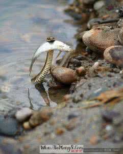 梦见小溪流水 梦见蛇 梦见小溪