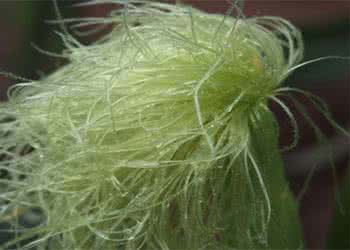 治疗肾结石的偏方 内科偏方 偏方有效治疗肾结石