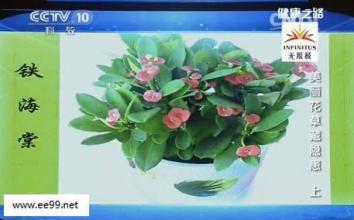 满天星和薰衣草 健康之路20150324视频和笔记:一品红,薄荷,满天星,薰衣草