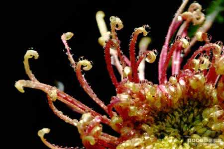 钩针雏菊花编织的图解 钩针模式----“秋日立菊”钩织教程