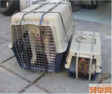 宠物航空托运 航空托运宠物 【宠物航空托运】宠物航空怎么托运
