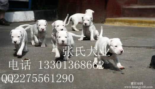 杜高幼犬 杜高幼犬挑选细节 HDMI高清线需要知道的细节，认真挑选可用二十年！