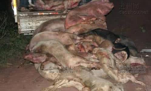 黑心猪肉 病死猪肉成“摇钱树” 黑心夫妇收购2万斤病死猪