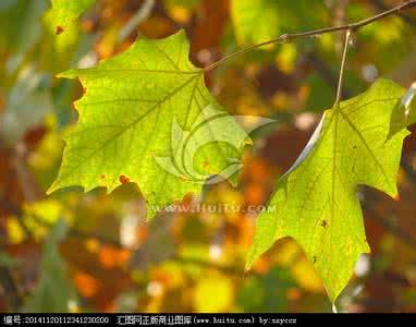 梧桐树叶 梧桐树叶 梧桐树叶变玫瑰