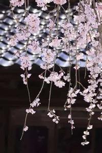温柔的慈悲 中国人慈悲随喜 花开,随喜,花落不悲。 岁月深处,幸得一