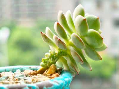 多肉植物发芽后怎么办 多肉植物“爆芽素”到底是个什么鬼?