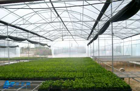 日光温室番茄栽培技术 日光温室的滴灌技术