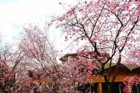 2017北京春天看花 全国十大赏花攻略,春天看花走起咯!