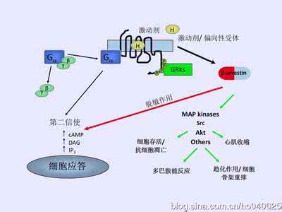 α受体和β受体的区别 受体