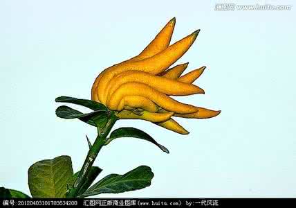 佛手在线房卡代理 佛手的价值有哪些？观赏的同时还能理气