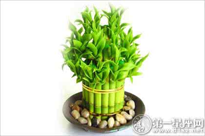 富贵竹多久换一次水 富贵竹变黄 富贵竹变黄了怎么办?换水还不够!