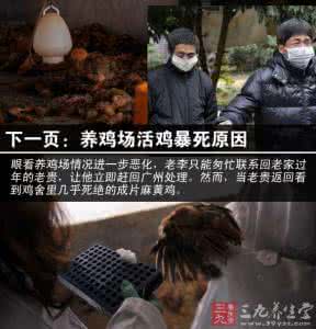 养鸡场 养鸡场7000活鸡暴死 吃鸡肉有哪些注意事项