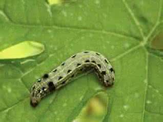 斜纹夜蛾 油菜斜纹夜蛾