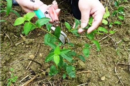 金银花养护技巧 金银花养护 金银花的家庭养护技巧大全