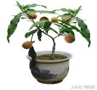 怎样嫁接果树成活率高 教你如何提高盆栽果树成活率?