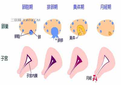 兵团四大作用是什么 月经是什么 月经的四大作用