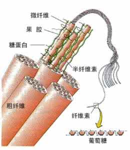 植物细胞壁的主要成分 植物细胞壁的主要成分 植化素存在细胞壁中，这都吃不到？