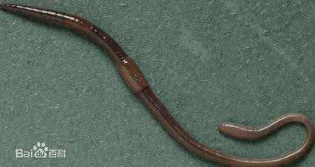 蚯蚓为什么断了还能活 蚯蚓断了还能活吗 蚯蚓切断还能活吗？