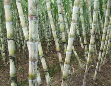 甘蔗的功效与作用 甘蔗的功效与作用 甘蔗的功效与作用有哪些