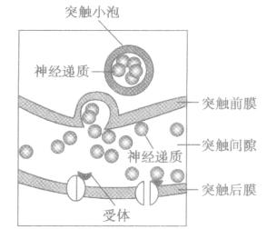 细胞膜的静息电位 静息 静息时，大多数神经细胞的细胞膜 A．对阴离子的通透性比较大，氯离子大量流出膜外B．对阳离子的通透性