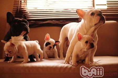 牛初乳多大宝宝可以吃 母犬初乳对幼犬的益处极大