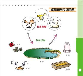 禽流感病毒传播途径 禽流感病毒传播途径 禽流感病毒 它的传播途径有哪些
