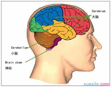 轻度脑萎缩治疗方法 轻度脑萎缩治疗方法 轻度脑萎缩的症状