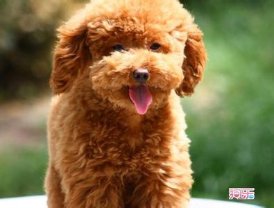 泰迪犬的资料 泰迪犬的资料 泰迪犬的详细资料