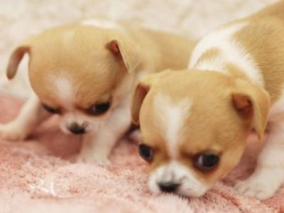 减肥适合吃什么食物 幼犬吃什么好?幼犬适合多吃10种食物