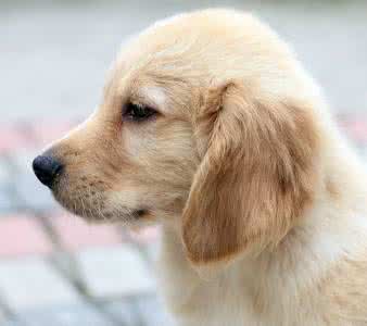 宠物金毛犬衣服 金毛狗