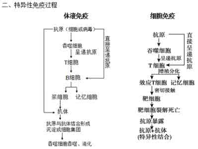 免疫调节教学设计 免疫调节教学设计_免疫调节教案