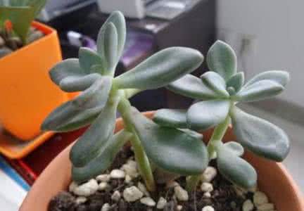 多肉徒长如何砍头 多肉植物徒长怎么办